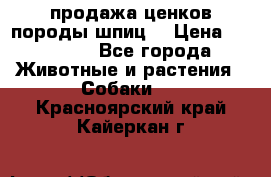 продажа ценков породы шпиц  › Цена ­ 35 000 - Все города Животные и растения » Собаки   . Красноярский край,Кайеркан г.
